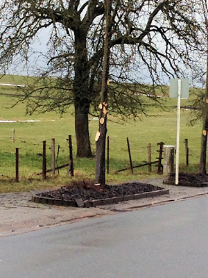 Unsachgemäßes Arbeiten an Bäumen