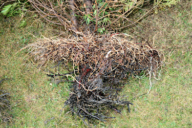 Wurzelballen